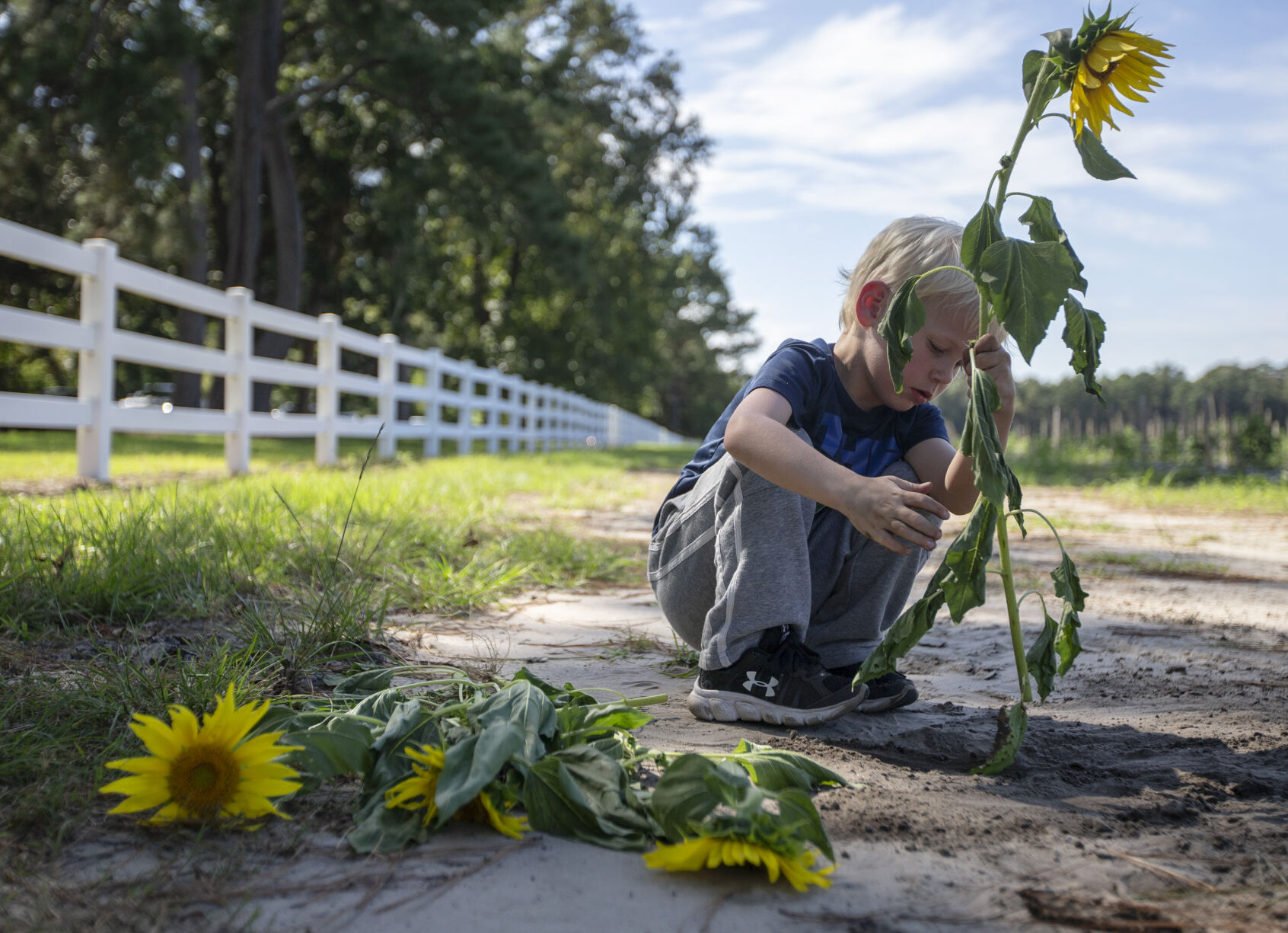 sunflowerkid_1.jpg